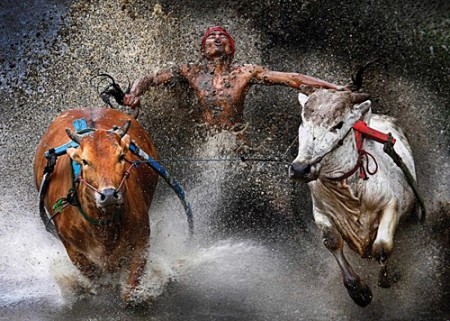 Độc đáo lễ hội đua bò tại Myanmar