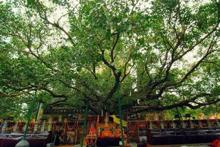 Tìm hiểu lễ tưới cây Bồ Đề tại Myanmar