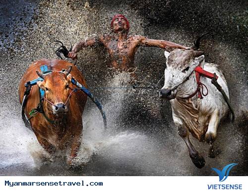 Độc đáo lễ hội đua bò tại Myanmar - Ảnh 3 Độc đáo lễ hội đua bò tại Myanmar - Ảnh 3