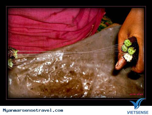 Khám phá làng trồng sen làm lụa tại Myanmar - Ảnh 4 Khám phá làng trồng sen làm lụa tại Myanmar - Ảnh 4