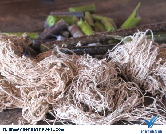 Khám phá làng trồng sen làm lụa tại Myanmar - Ảnh 5 Khám phá làng trồng sen làm lụa tại Myanmar - Ảnh 5