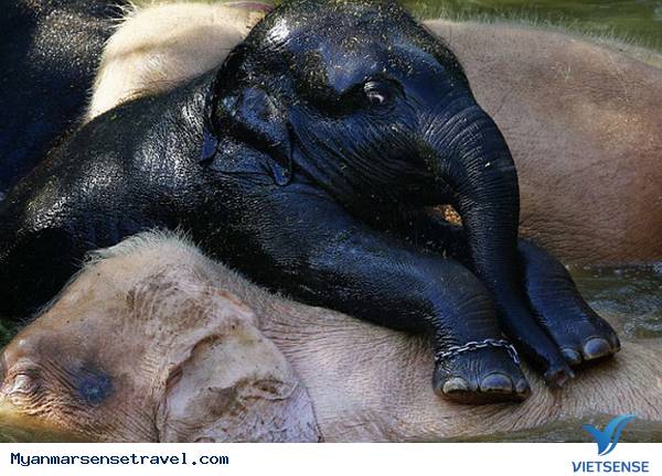 Để được trải nghiệm lý thú cùng Voi hãy đến Myanmar - Ảnh 2