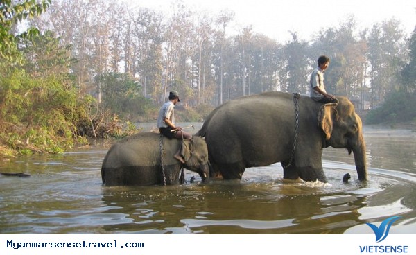 Để được trải nghiệm lý thú cùng Voi hãy đến Myanmar - Ảnh 1