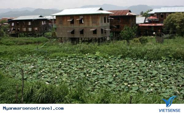 Khám phá làng trồng sen làm lụa tại Myanmar - Ảnh 2 Khám phá làng trồng sen làm lụa tại Myanmar - Ảnh 2