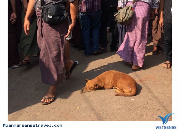 Kì lạ những chú chó ung dung trên đất Phật - Ảnh 3 Kì lạ những chú chó ung dung trên đất Phật - Ảnh 3