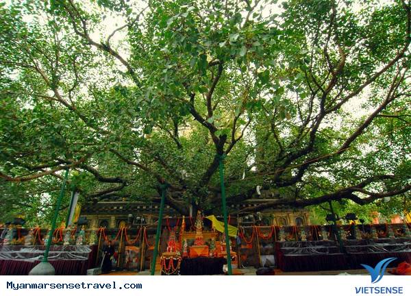 Tìm hiểu lễ tưới cây Bồ Đề tại Myanmar - Ảnh 1 Tìm hiểu lễ tưới cây Bồ Đề tại Myanmar - Ảnh 1