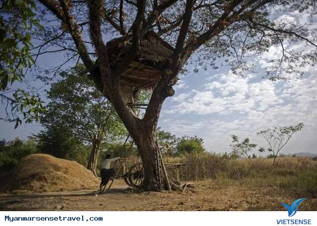 Kyat Chuang - ngôi làng trên cây ở Myanmar - Ảnh 2