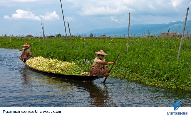 Tuyệt phẩm lụa tơ sen cao cấp của Myanmar - Ảnh 6