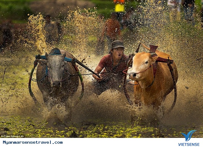 Độc đáo lễ hội đua bò tại Myanmar - Ảnh 1 Độc đáo lễ hội đua bò tại Myanmar - Ảnh 1