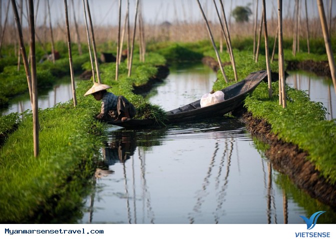 Vườn nổi Vườn nổi