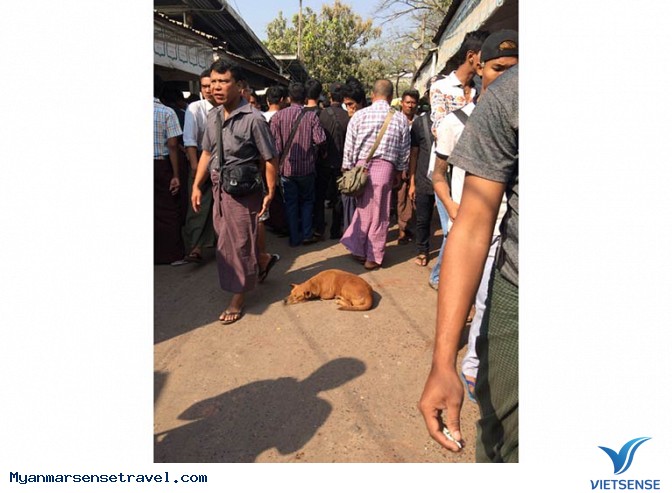 Kì lạ những chú chó ung dung trên đất Phật - Ảnh 1 Kì lạ những chú chó ung dung trên đất Phật - Ảnh 1