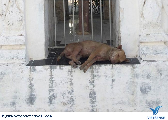 Kì lạ những chú chó ung dung trên đất Phật - Ảnh 2 Kì lạ những chú chó ung dung trên đất Phật - Ảnh 2