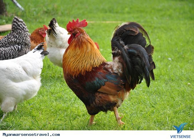 Lạ lùng tục kết hôn nhờ bói gà tại Myanmar - Ảnh 1 Lạ lùng tục kết hôn nhờ bói gà tại Myanmar - Ảnh 1