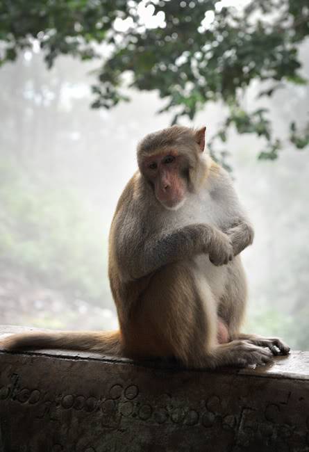 Popa Mountain – Ốc Đảo Giữa Bagan