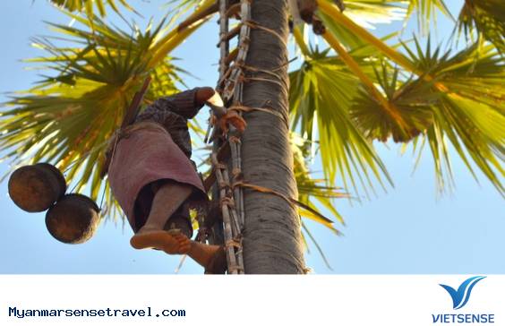 Rượu Thai Yee thốt nốt đặc trưng Myanmar - Ảnh 2